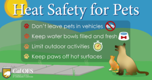 Pet Heat Safety Tips